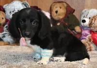 Travis Edwards, a male Miniature Dachshund for sale in Church Hill, TN – 2 of 4