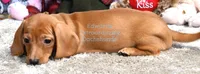 Victor Edwards, a male Miniature Dachshund for sale in Church Hill, TN – 4 of 4