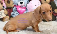 Hellen Edwards, a female Miniature Dachshund for sale in Church Hill, TN – 5 of 5