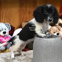 Trista Edwards, a female Miniature Dachshund for sale in Church Hill, TN – 3 of 4