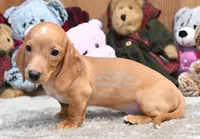 Dallas Edwards, a male Dachshund for sale in Church Hill, TN – 3 of 5