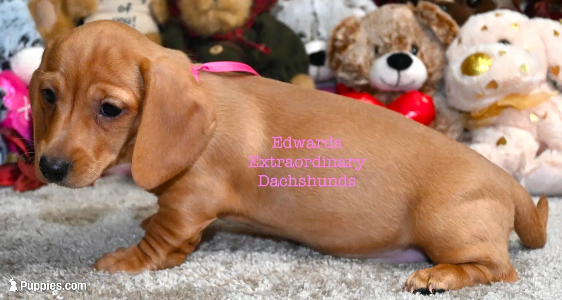 Rosanna Edwards, a female Dachshund for sale in Church Hill, TN – 3 of 4