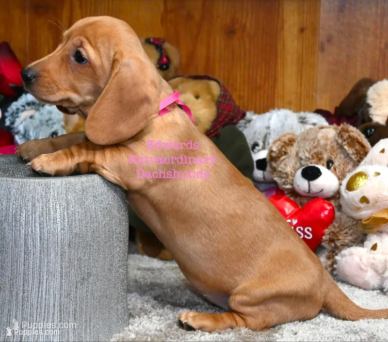 Rosanna Edwards – Dachshund puppy for sale in Church Hill, TN