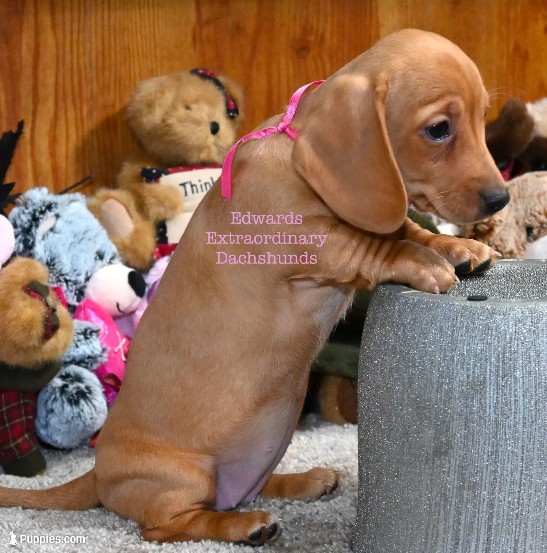 Rosanna Edwards, a female Dachshund for sale in Church Hill, TN – 2 of 4