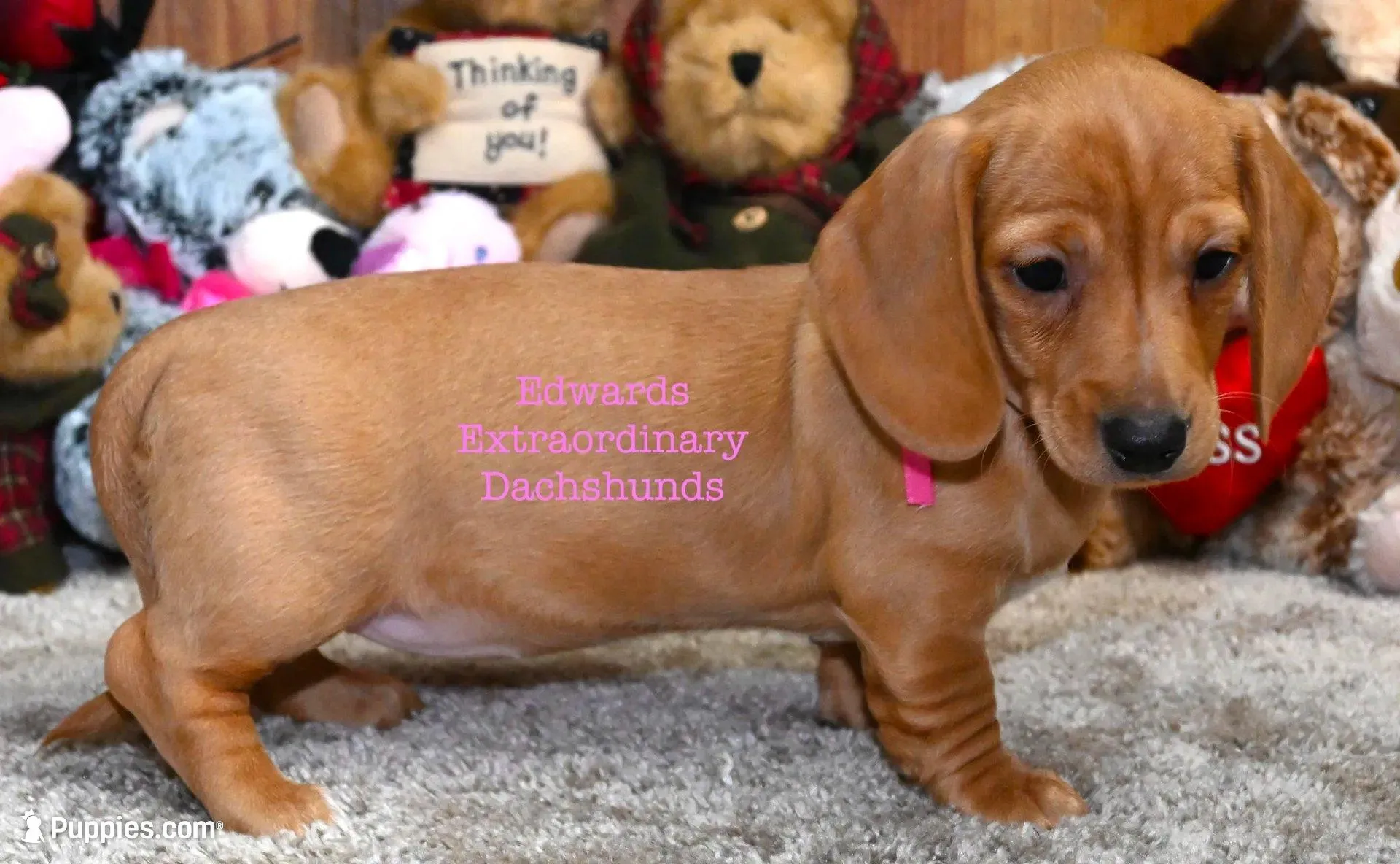 Rosanna Edwards, a female Dachshund for sale in Church Hill, TN – 4 of 4