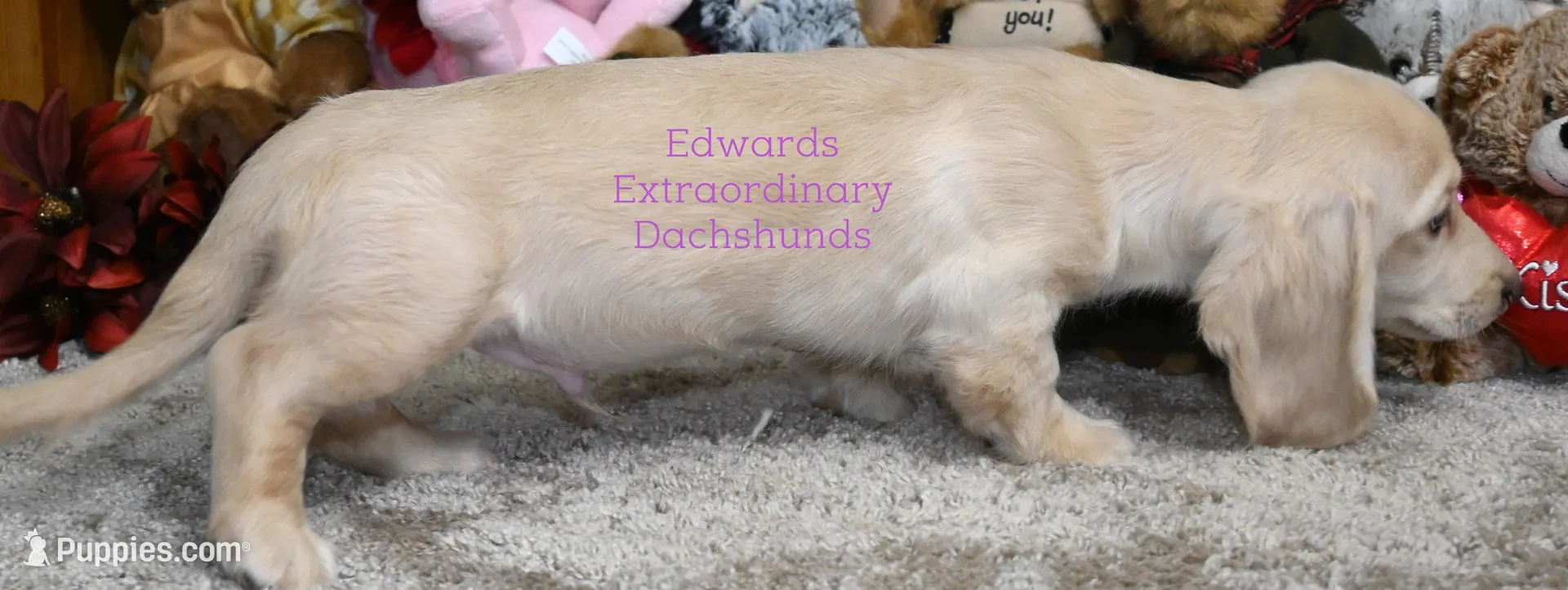 Cruise Edwards, a male Dachshund for sale in Church Hill, TN – Photo 5 of 5