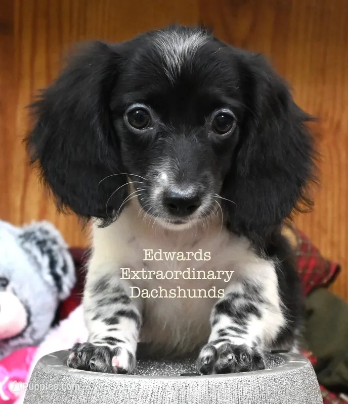 Trista Edwards – Miniature Dachshund puppy for sale in Church Hill, TN