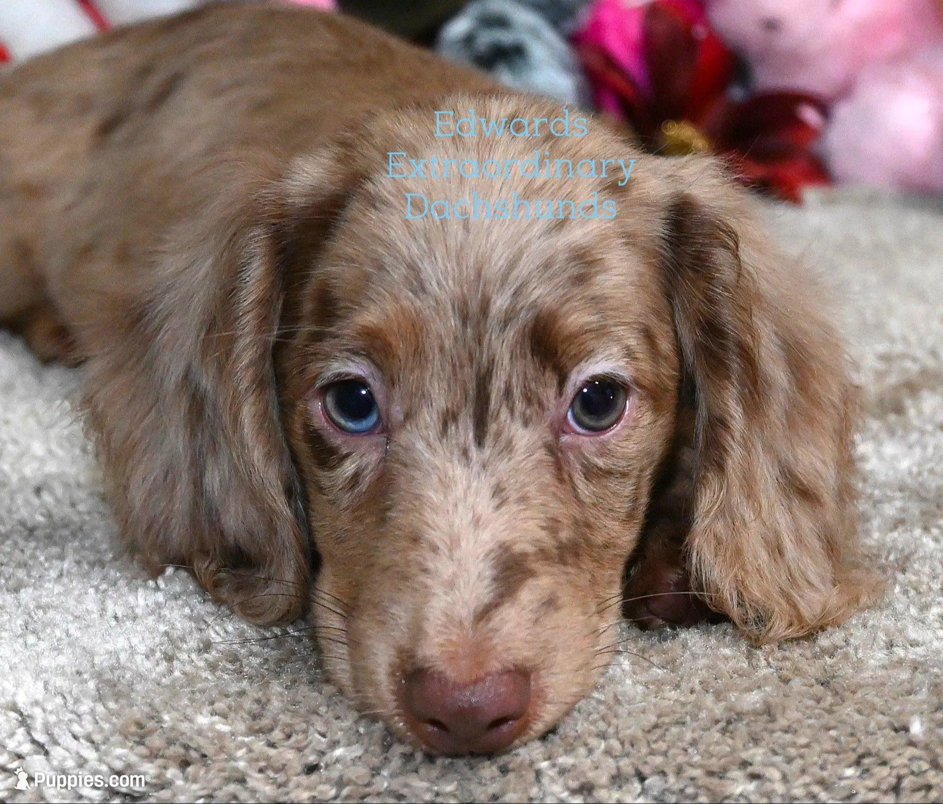 Buckley – Dachshund puppy for sale in Church Hill, TN