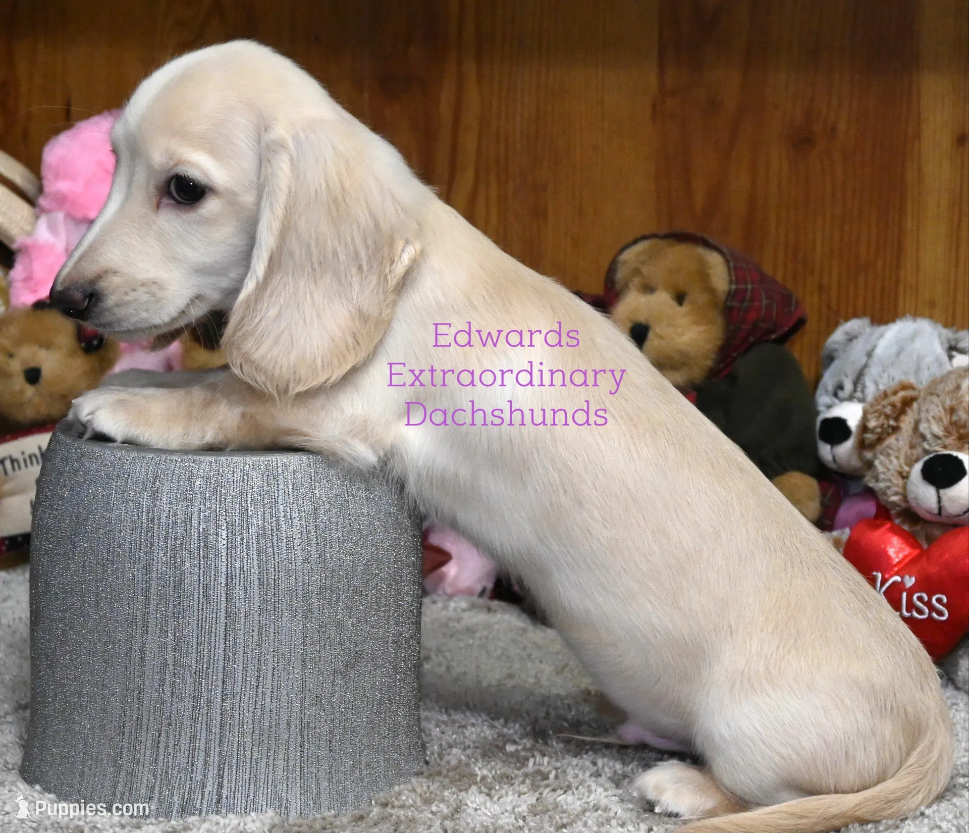 Cruise Edwards, a male Dachshund for sale in Church Hill, TN – Photo 2 of 5