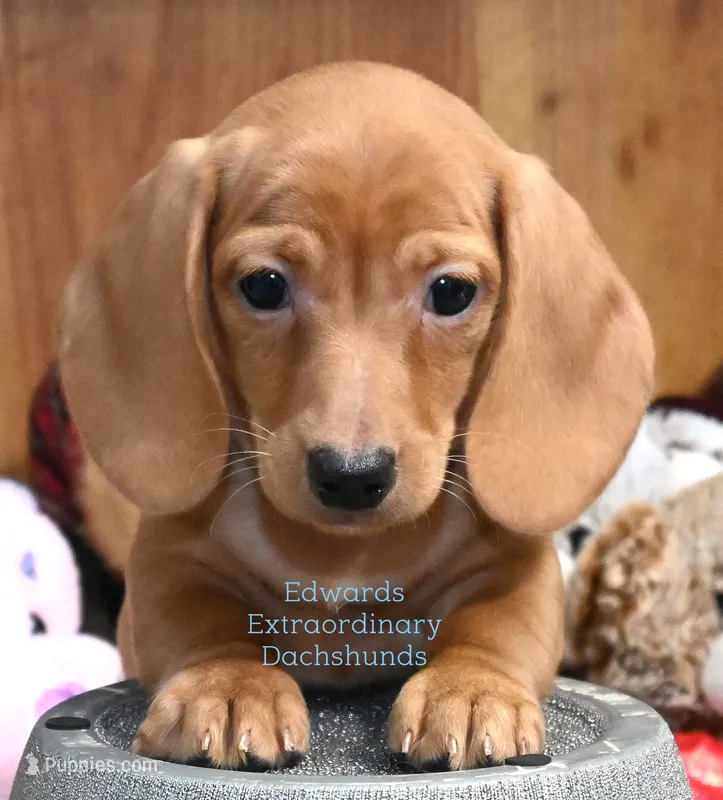 Victor Edwards – Miniature Dachshund puppy for sale in Church Hill, TN