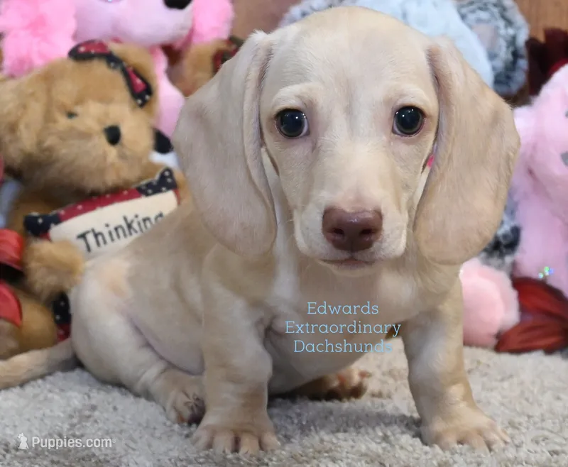 Henry Edwards – Miniature Dachshund puppy for sale in Church Hill, TN