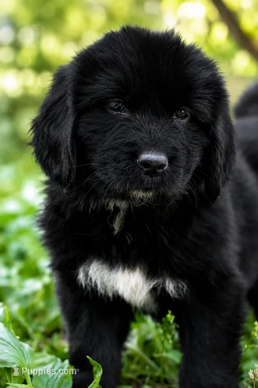 Bowser – Newfoundland puppy for sale in Madison, WI