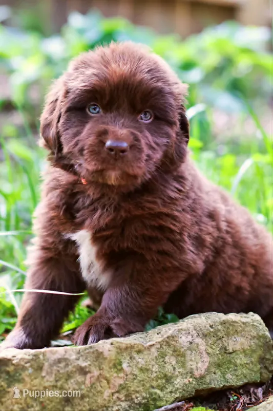 Daisy – Newfoundland puppy for sale in Madison, WI