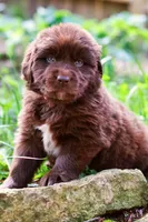 Daisy, a female Newfoundland for sale in Madison, WI – 1 of 3