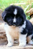 Rosalina, a female Newfoundland for sale in Madison, WI – 8 of 9