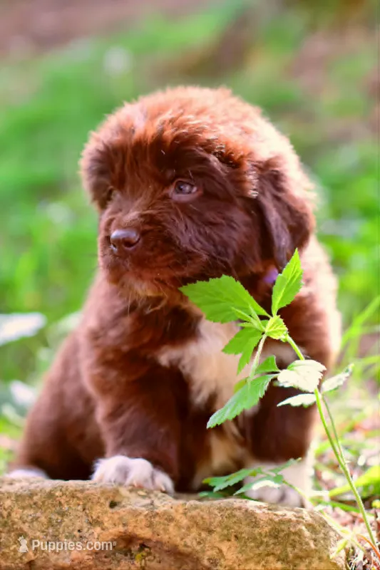 Peach – Newfoundland puppy for sale in Madison, WI