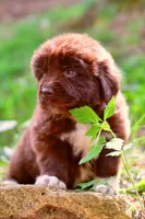 Peach, a female Newfoundland for sale in Madison, WI – 2 of 4