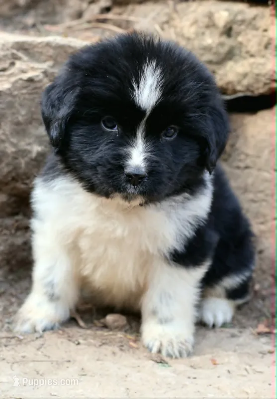 Rosalina – Newfoundland puppy for sale in Madison, WI