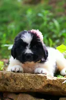 Boo, a female Newfoundland for sale in Madison, WI – 2 of 3