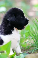 Rosalina, a female Newfoundland for sale in Madison, WI – 4 of 4