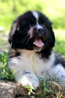 Rosalina, a female Newfoundland for sale in Madison, WI – 2 of 9