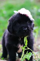 Goomba, a female Newfoundland for sale in Madison, WI – 2 of 3