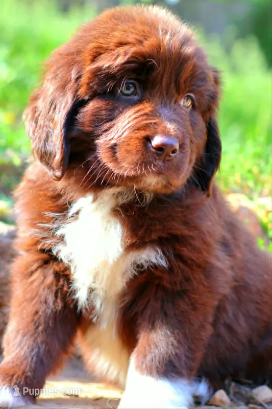 Peach – Newfoundland puppy for sale in Madison, WI