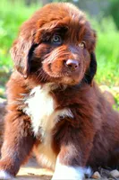 Peach, a female Newfoundland for sale in Madison, WI – 7 of 9