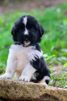 Rosalina, a female Newfoundland for sale in Madison, WI – 3 of 4
