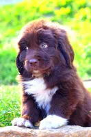 Peach, a female Newfoundland for sale in Madison, WI – 4 of 9