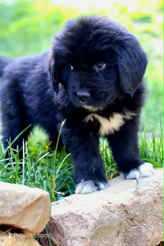 Bowser – Newfoundland puppy for sale in Madison, WI