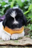 Boo, a female Newfoundland for sale in Madison, WI – 8 of 8