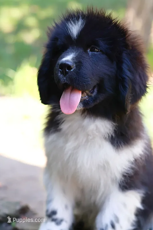 Rosalina – Newfoundland puppy for sale in Madison, WI