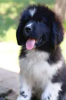 Rosalina, a female Newfoundland for sale in Madison, WI – 1 of 10