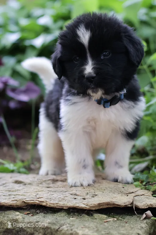 Rosalina – Newfoundland puppy for sale in Madison, WI
