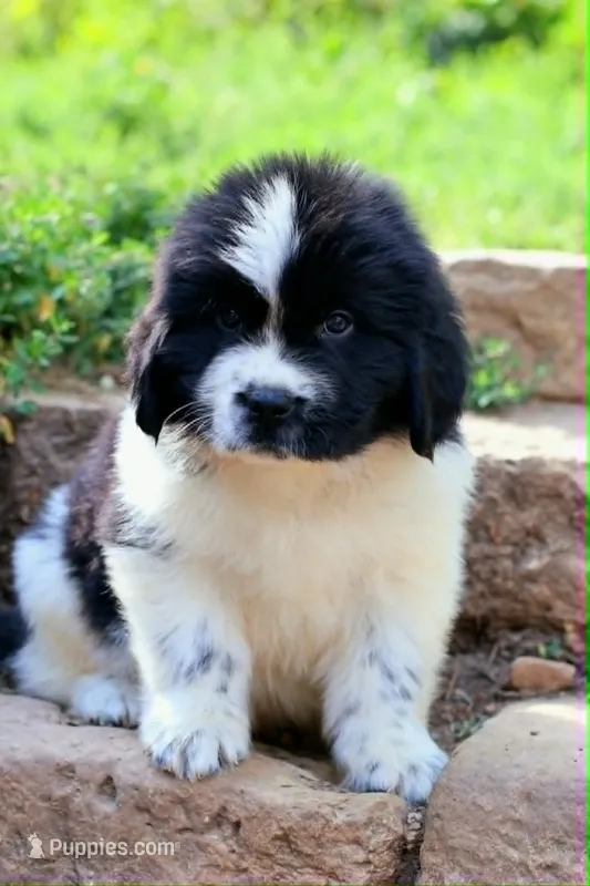Mario – Newfoundland puppy for sale in Madison, WI