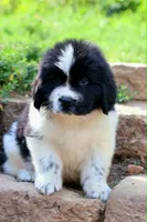Mario, a male Newfoundland for sale in Madison, WI – 9 of 9