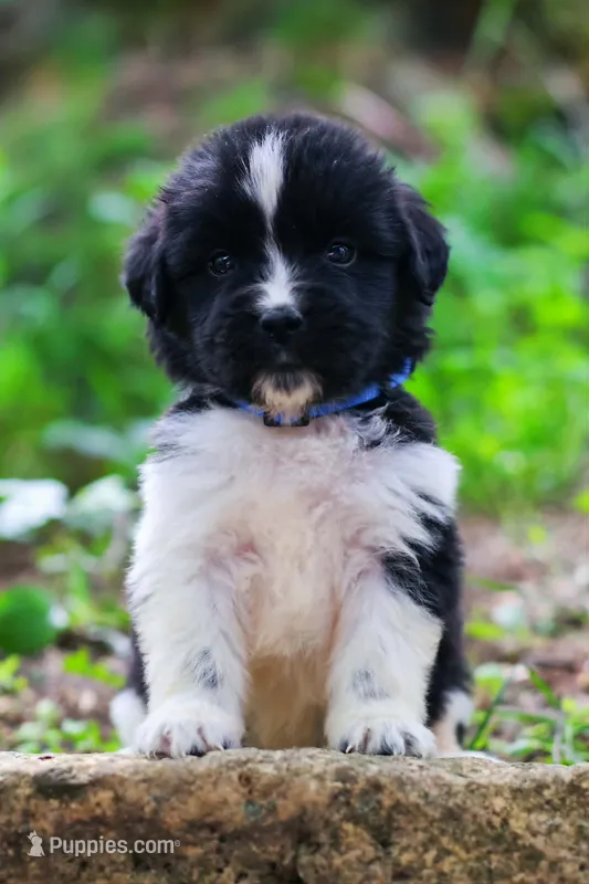 Rosalina – Newfoundland puppy for sale in Madison, WI