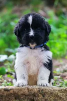 Rosalina, a female Newfoundland for sale in Madison, WI – 1 of 4