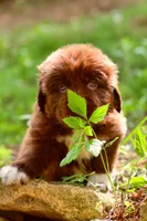Peach, a female Newfoundland for sale in Madison, WI – 3 of 4