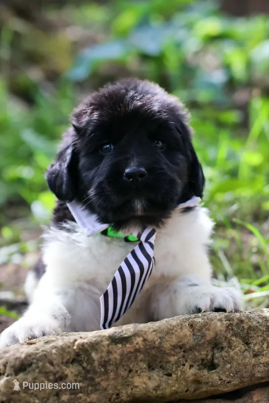 Luigi – Newfoundland puppy for sale in Madison, WI