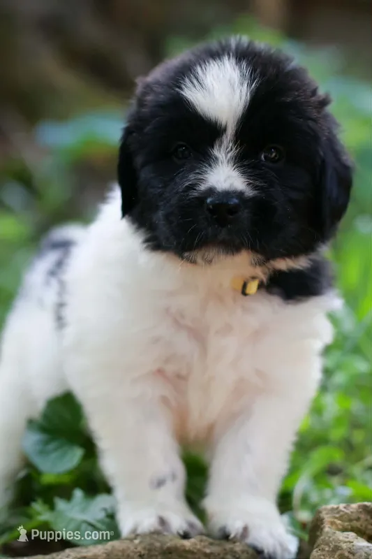 Boo – Newfoundland puppy for sale in Madison, WI