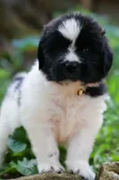 Boo, a female Newfoundland for sale in Madison, WI – 3 of 3
