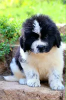 Mario, a male Newfoundland for sale in Madison, WI – 6 of 9