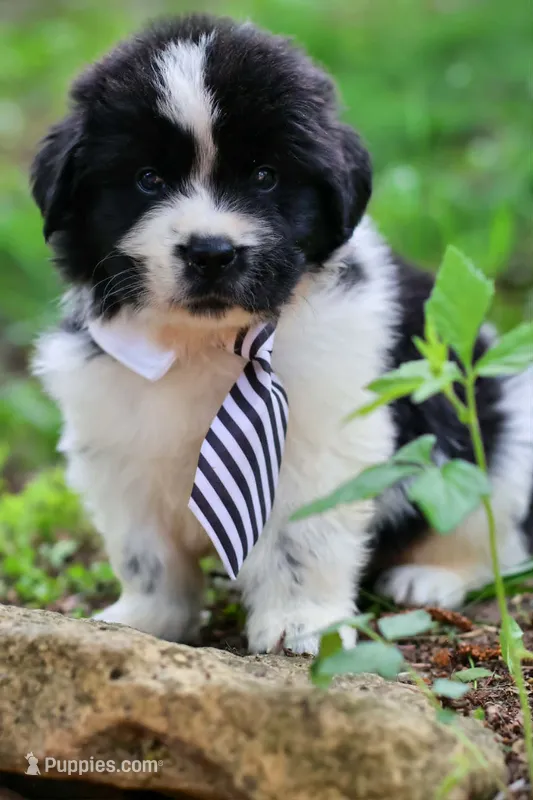 Mario – Newfoundland puppy for sale in Madison, WI