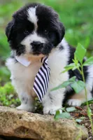 Mario, a male Newfoundland for sale in Madison, WI – 1 of 3