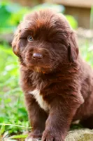 Daisy, a female Newfoundland for sale in Madison, WI – 3 of 3