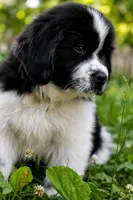 Mario, a male Newfoundland for sale in Madison, WI – 3 of 9