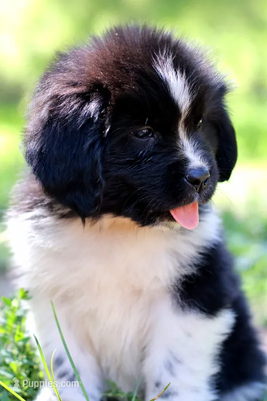 Rosalina – Newfoundland puppy for sale in Madison, WI