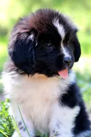 Rosalina, a female Newfoundland for sale in Madison, WI – 1 of 9
